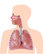 The respiratory system, eps10