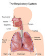 The respiratory system, labeled, eps10