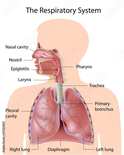 Vector: The respiratory system, labeled, eps10 The respiratory system, labeled, eps10