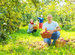  family gathers apples in the garden