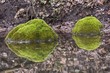Moosbewachsene Felsen spiegeln sich im Spiegelteich