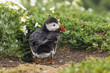 Papageitaucher (Fratercula arctica)