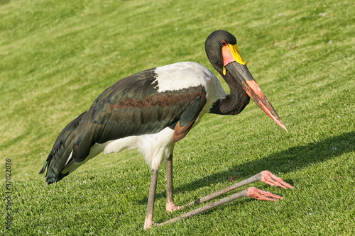 Photo: The kneeling crane The kneeling crane