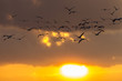 Kraniche bei Sonnenuntergang im Flug