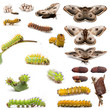Complete evolution of Giant Peacock Moth, Saturnia pyri