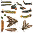 Photo: Evolution of Spurge Hawk, Hyles Euphorbiae Evolution of Spurge Hawk, Hyles Euphorbiae