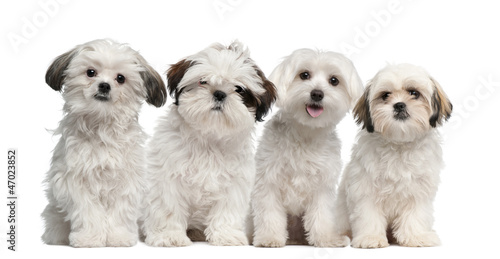 Photo: Group of Shih Tzu and Maltese puppy sitting and looking Group of Shih Tzu and Maltese puppy sitting and looking