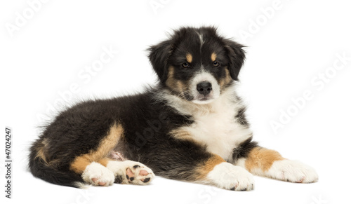 Photo: Australian Shepherd puppy, 2 months old, lying Australian Shepherd puppy, 2 months old, lying