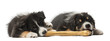 Two Australian Shepherd puppies, 2 months old, lying