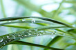 water drops on the green grass