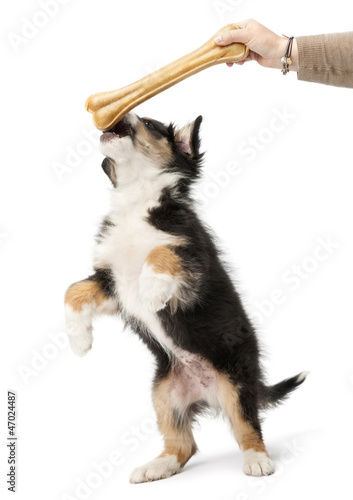 Photo: Australian Shepherd puppy, 2 months old, reaching knuckle bone Australian Shepherd puppy, 2 months old, reaching knuckle bone