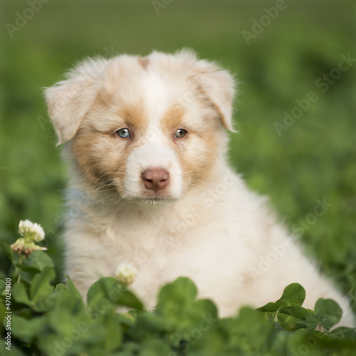 Photo: Australian Shepherd puppy outdoors Australian Shepherd puppy outdoors