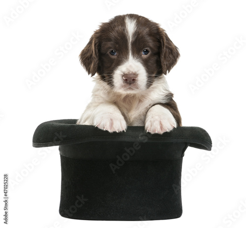 Photo: English Springer Spaniel, 5 weeks old, sitting in magician's hat English Springer Spaniel, 5 weeks old, sitting in magician's hat
