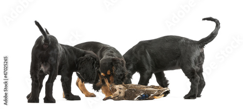 Photo: Working Cocker Spaniel puppies sniffing dead duck Working Cocker Spaniel puppies sniffing dead duck