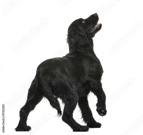Photo: Working Cocker Spaniel looking up against white background Working Cocker Spaniel looking up against white background