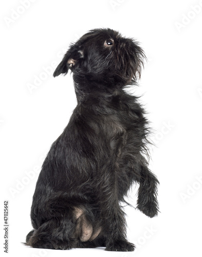 Photo: Griffon Bruxellois, 2 years old, sitting with paw up Griffon Bruxellois, 2 years old, sitting with paw up