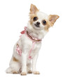Chihuahua, 1 year old, wearing pink harness sitting
