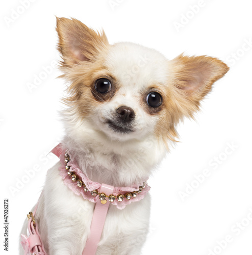 Photo: Chihuahua, 1 year old, wearing pink harness Chihuahua, 1 year old, wearing pink harness