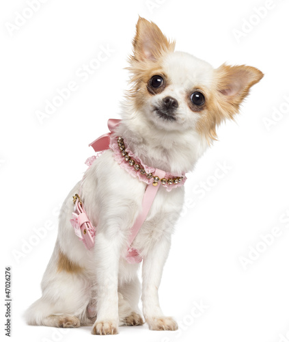 Photo: Chihuahua, 1 year old, wearing pink harness sitting Chihuahua, 1 year old, wearing pink harness sitting