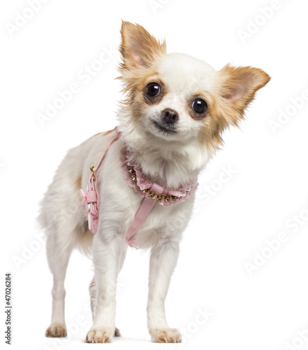 Photo: Chihuahua, 1 year old, wearing pink harness Chihuahua, 1 year old, wearing pink harness