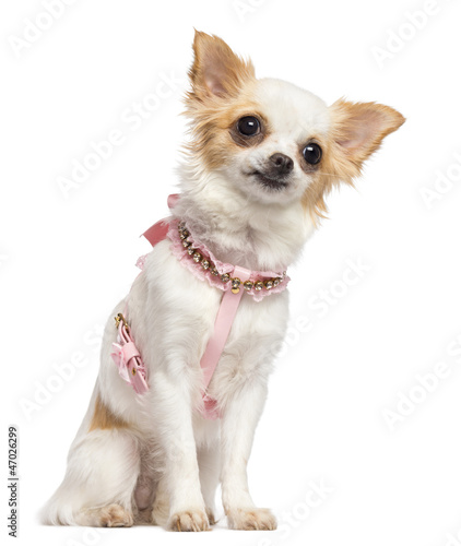 Photo: Chihuahua, 1 year old, wearing pink harness sitting Chihuahua, 1 year old, wearing pink harness sitting