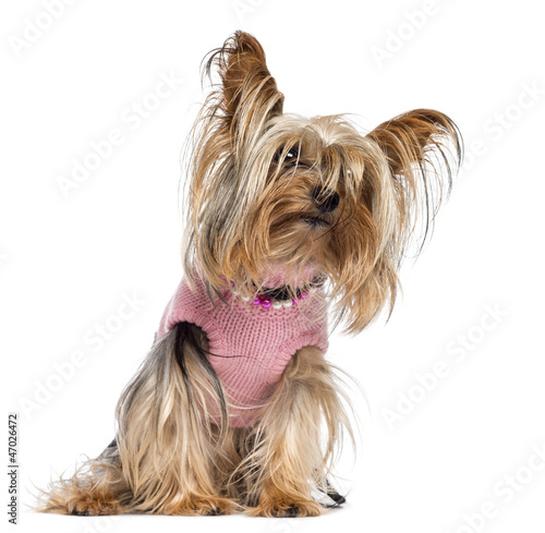 Photo: Yorkshire terrier sitting, dressed and looking away Yorkshire terrier sitting, dressed and looking away