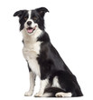 Border Collie, 1.5 years old, sitting and looking away