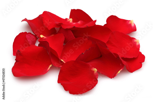 Photo: Rose Petals Rose Petals