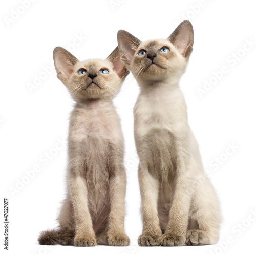 Photo: Two Oriental Shorthair kittens, 9 weeks old, sitting Two Oriental Shorthair kittens, 9 weeks old, sitting