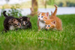 Four little kittens in garden