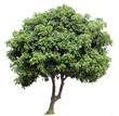 Litchi tree