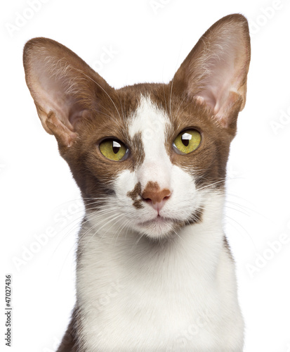 Photo: Close-up of an Oriental Shorthair looking at camera Close-up of an Oriental Shorthair looking at camera