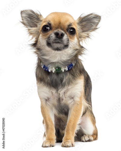 Photo: Chihuahua sitting and looking at camera against white background Chihuahua sitting and looking at camera against white background