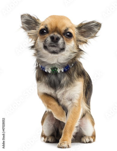Photo: Chihuahua sitting and looking at camera against white background Chihuahua sitting and looking at camera against white background