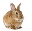Photo: Rabbit lying against white background Rabbit lying against white background
