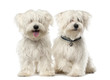 Two Maltese dog, 2 years old, sitting