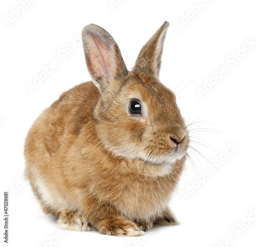 Photo: Rabbit lying against white background Rabbit lying against white background