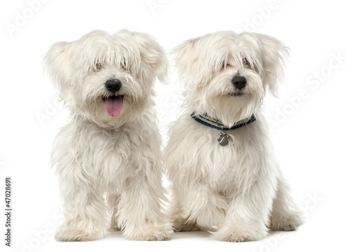 Photo: Two Maltese dog, 2 years old, sitting Two Maltese dog, 2 years old, sitting