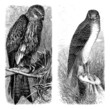 Falcons - Falken - Faucons