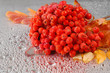 rowan. rowanberry. rowan-tree. sorb. wild ash