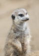 Photo: Close up of a Meerkat Close up of a Meerkat