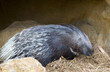 Photo: Close up of a Porcupine Close up of a Porcupine