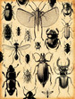 fond insectes rétro