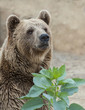 Close up of the head of a Brown Bear