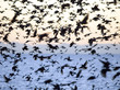 Starlings
