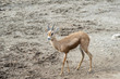 Photo: Close up of a Dorcas Gazelle walking Close up of a Dorcas Gazelle walking