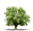 Arbre sur fond blanc 