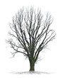Arbre mort sur fond blanc 