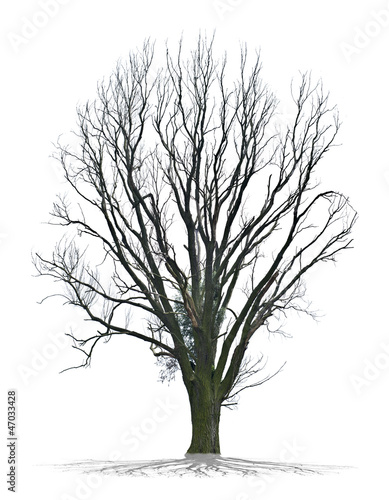 Photo: Arbre mort sur fond blanc Arbre mort sur fond blanc