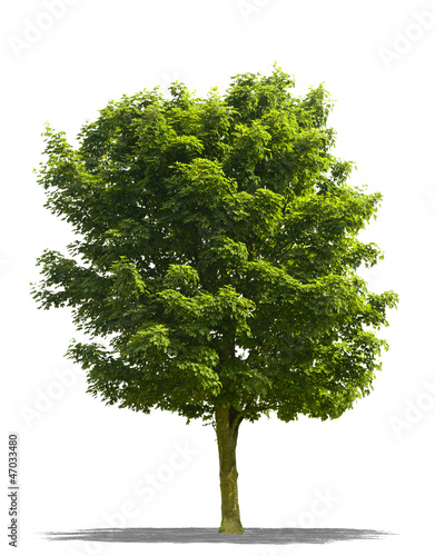Photo: Arbre sur fond blanc Arbre sur fond blanc
